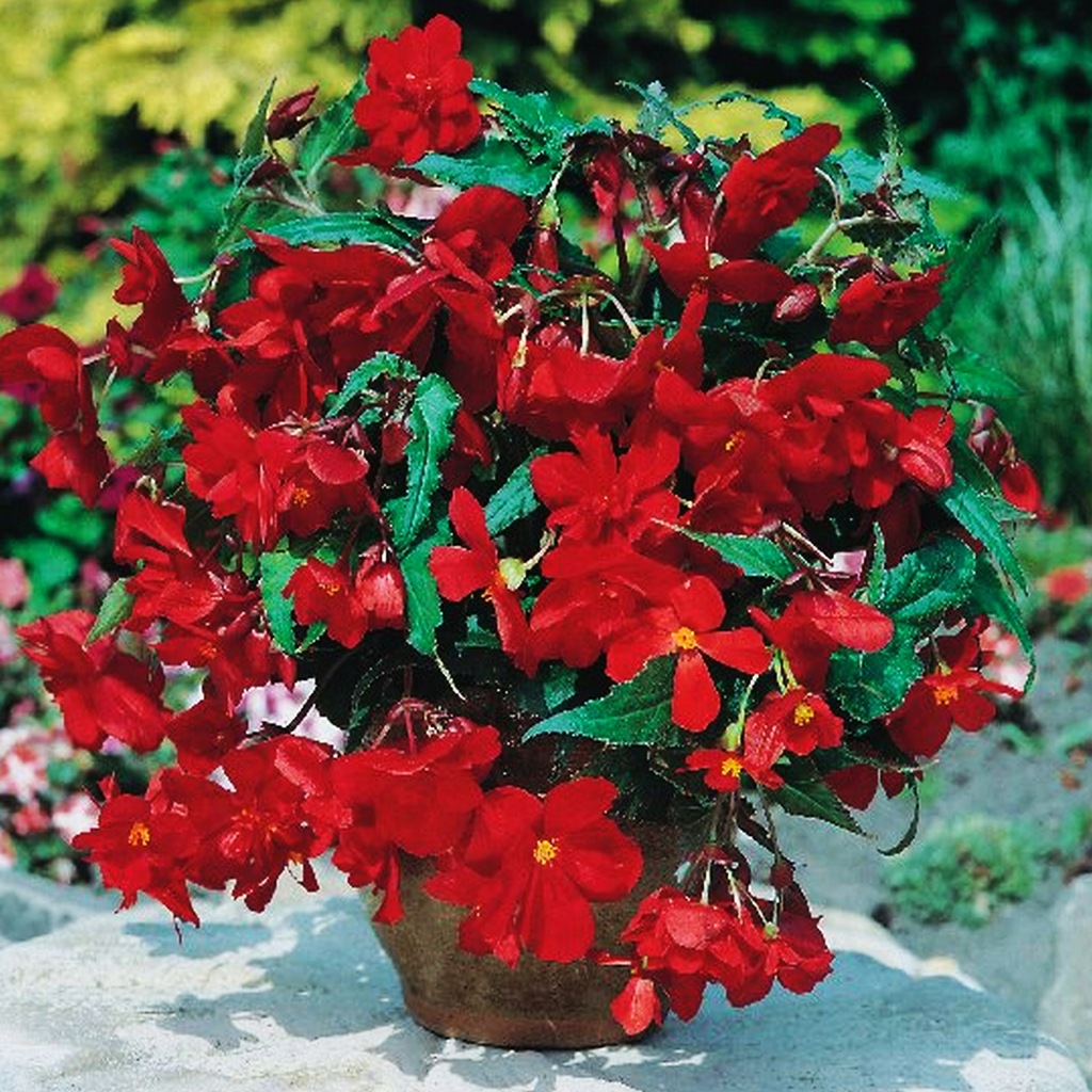 Begonia Zwisająca Czerwona 1 szt Begonie sadzonki