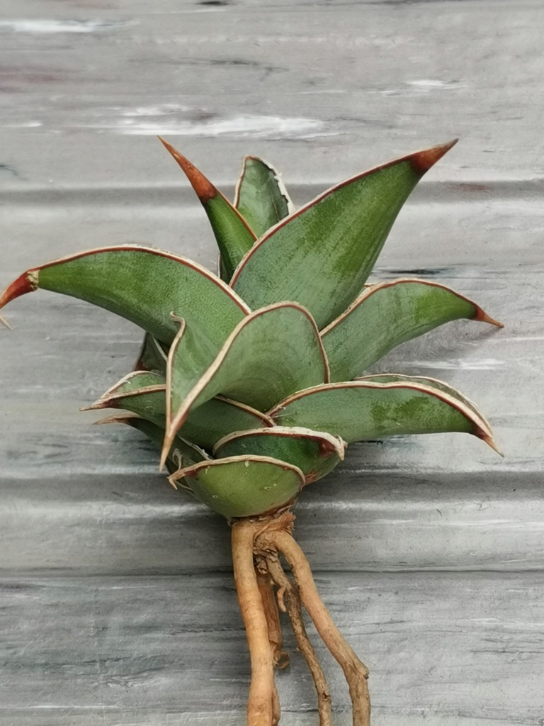 専用　Sansevieria pinguicula Longifoli Sansevieria Pinguicula 1 - 12559367257 - oficjalne archiwum