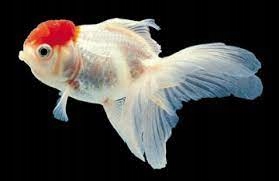 Welon Czerwony kapturek roz 5 cm ryba akwariowa