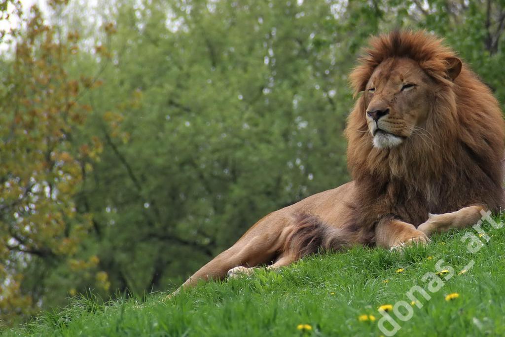 FOTO ZOO LEW FOTOGRAFIA ARTYSTYCZNA symbol 1zł.