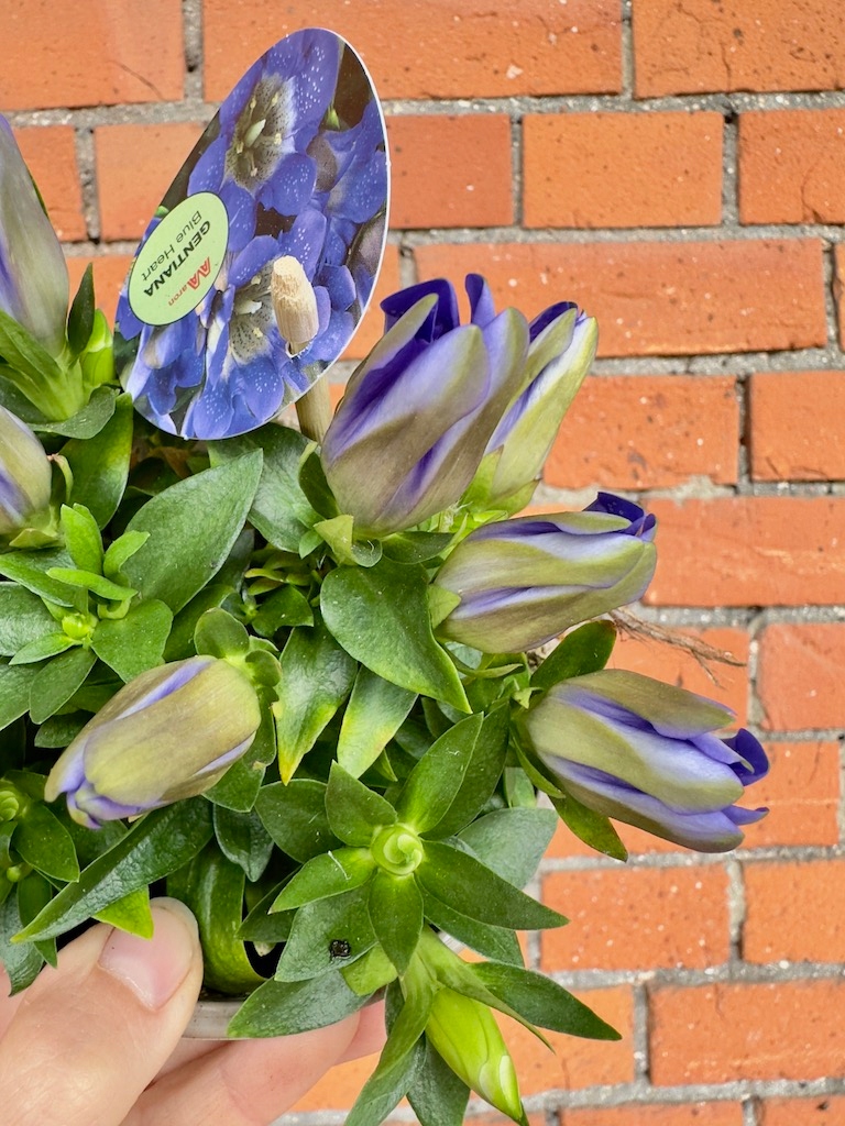 Goryczka siedmiodzielna Gentiana Blue Heart