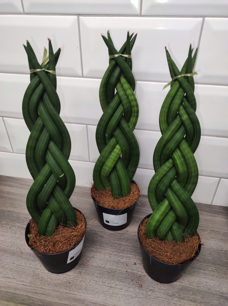 Sansevieria sansewieria cylindryczna warkocz