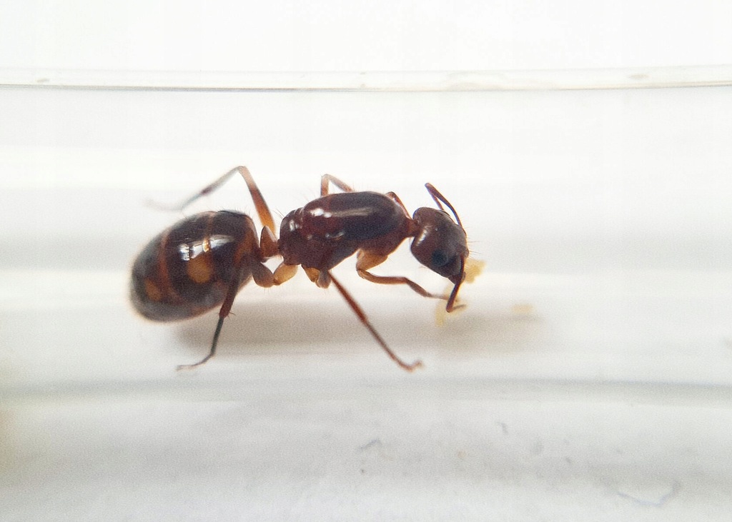 Camponotus substitutus Królowa Kolonia Mrówek