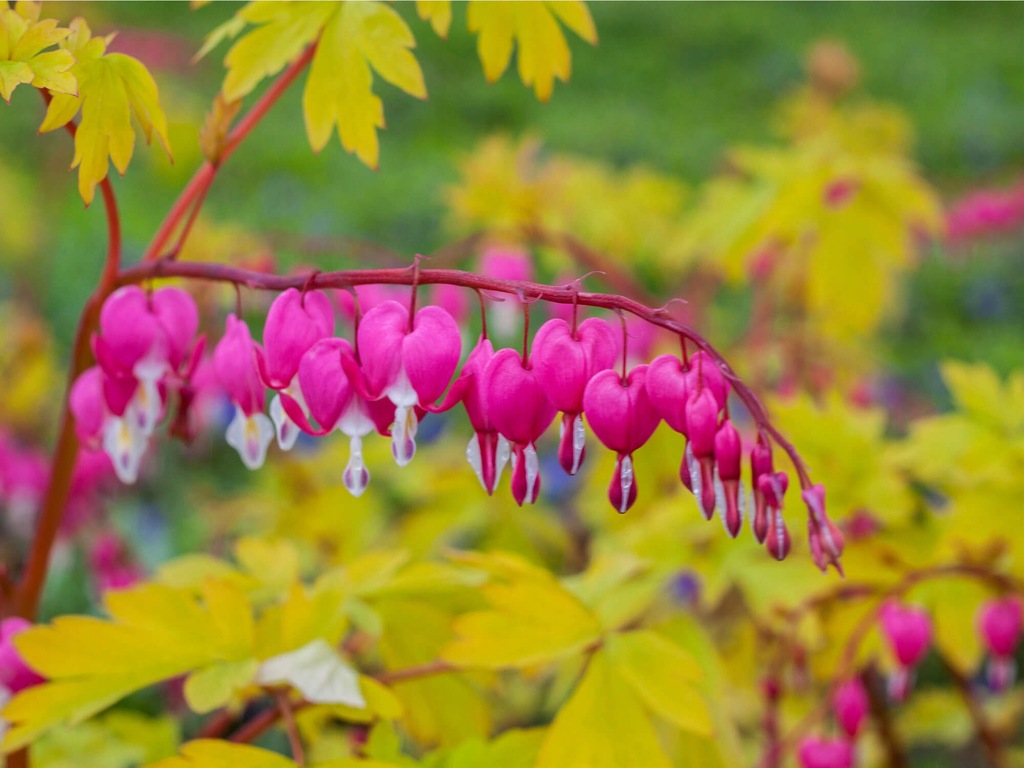 Serduszka okazała Gold Heart P9 żółte liście