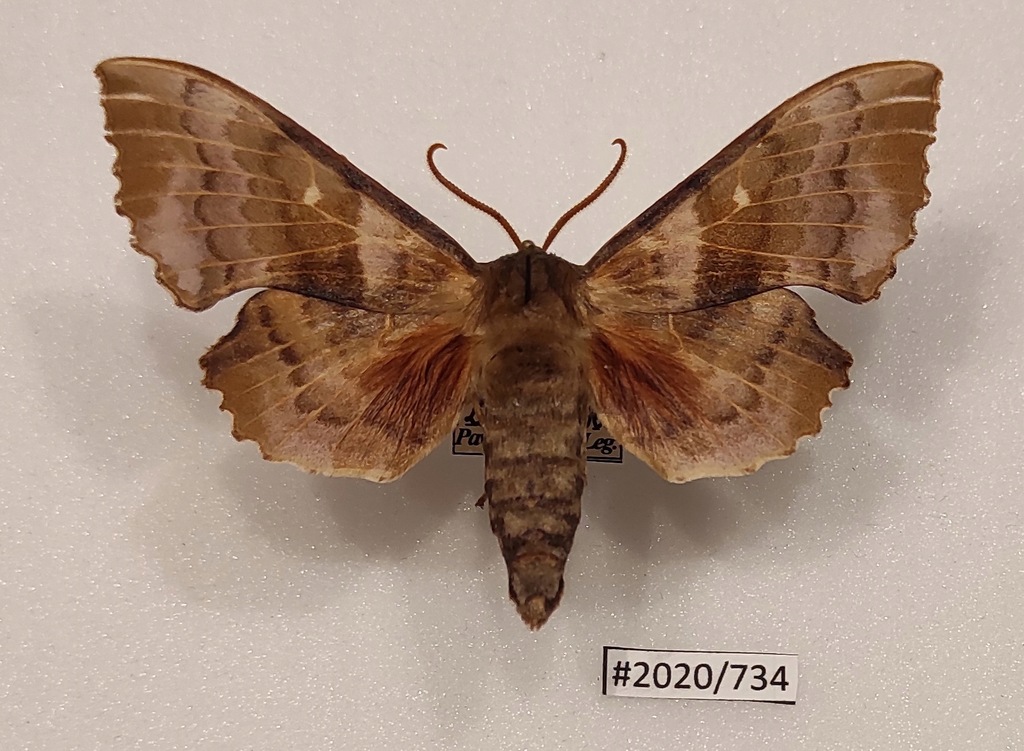 Motyl Laothoe populi samiec 78mm.
