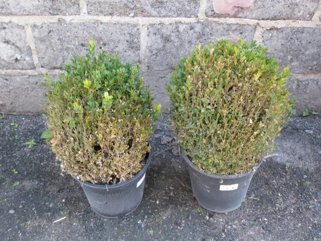 Самшит аурея. Самшит сохнут листочки. Самшит замерз. Самшит замерз. Буксус самшит растение.