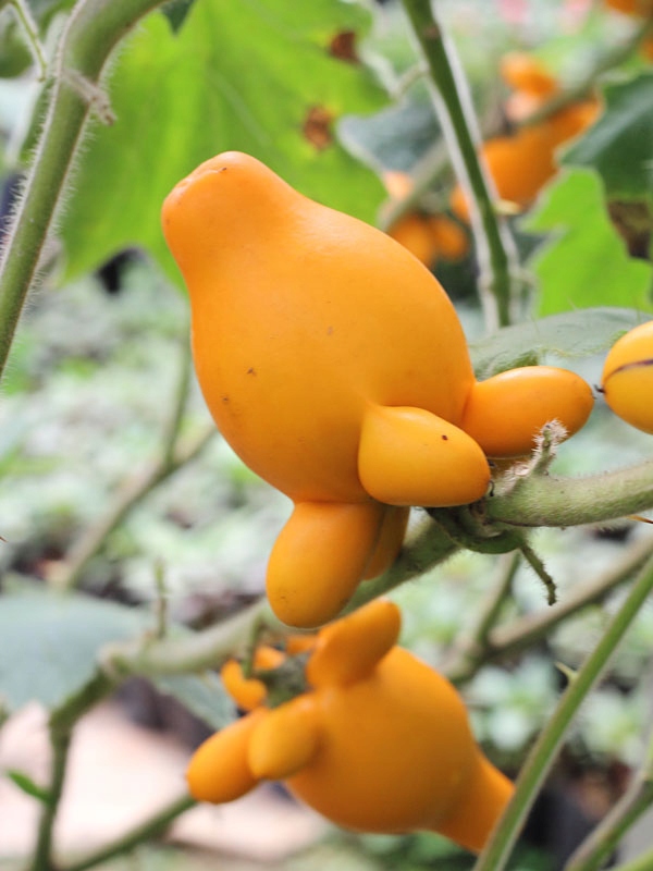 NASIONA NIPPLEFRUIT oryginalny Owoc striptizerów a