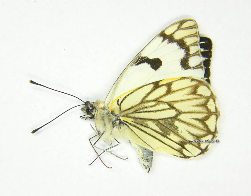 Niepreparowany motyl - Belenois zochalia agrippi.