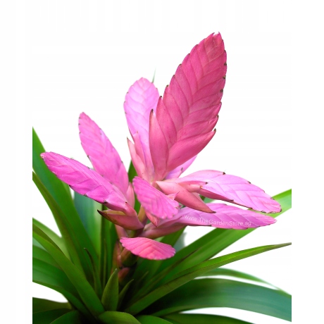 OPLĄTWA TILLANDSIA ANTONIO PINK EFEKTOWNA ROŚLINA