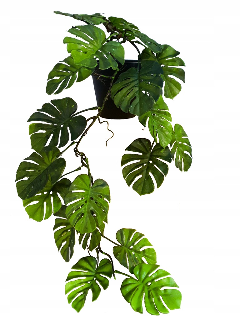 Sztuczna Monstera Wisząca Pnącze Liście Monstery