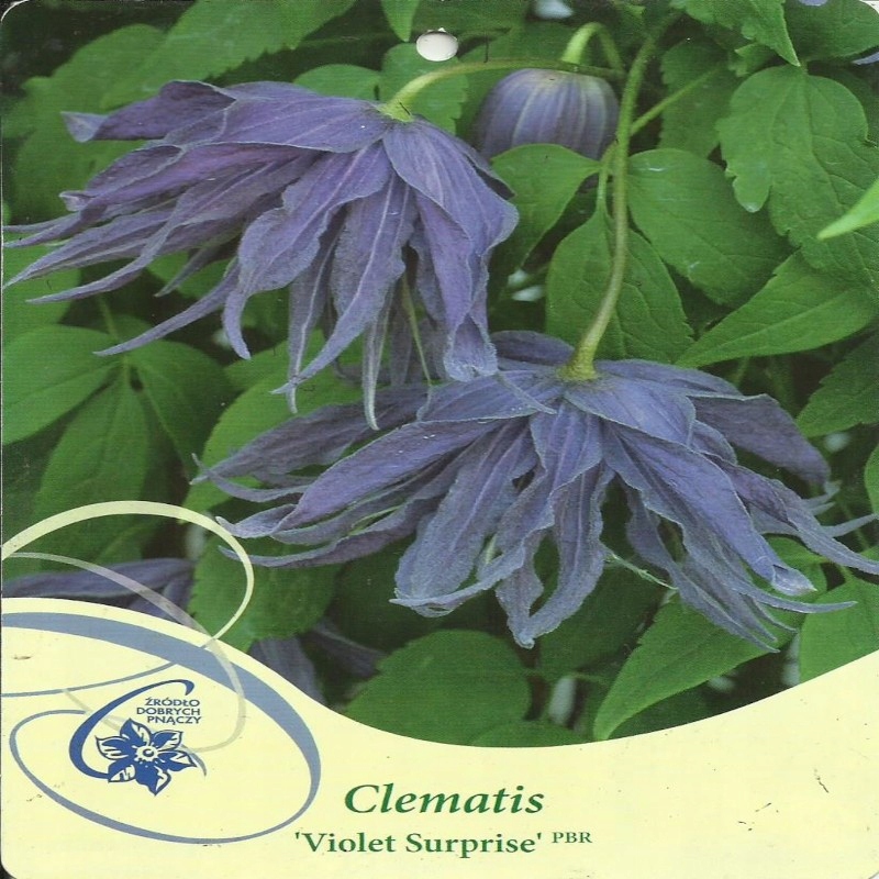 Clematis VIOLET SURPRISE Atragene group