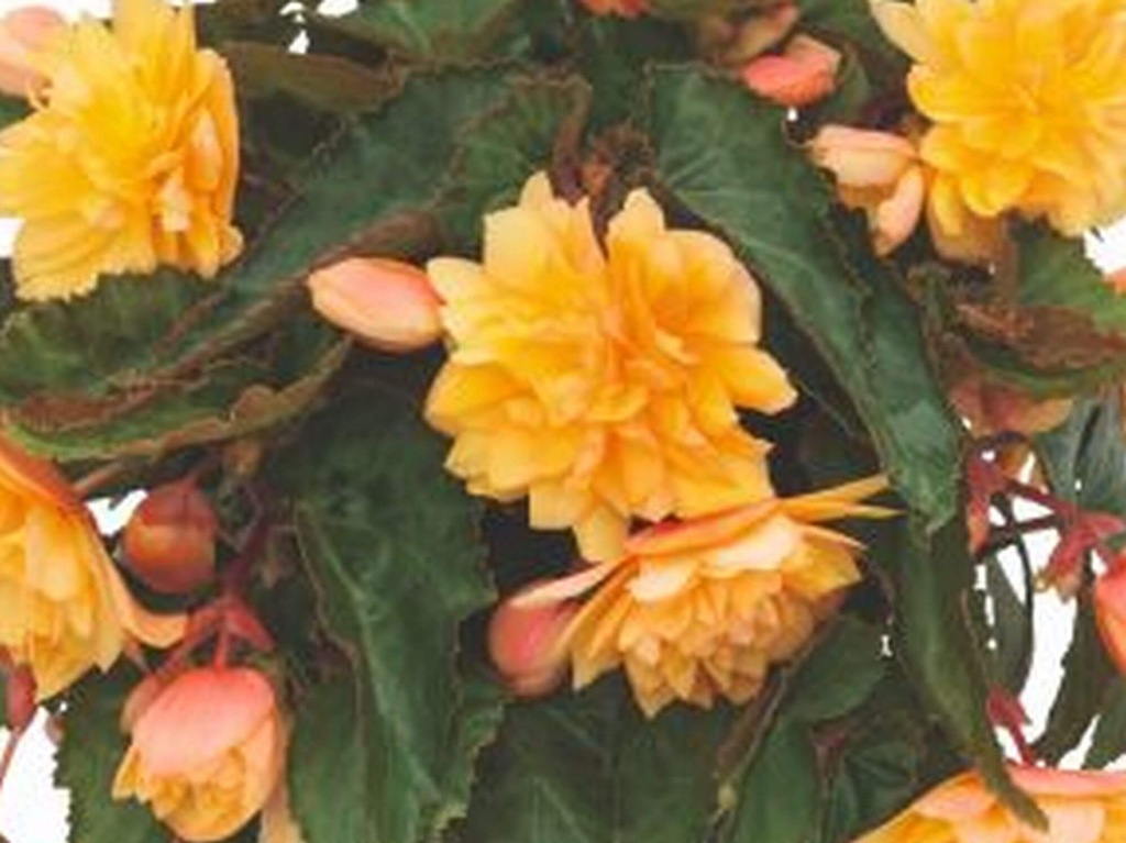 Begonia Belleconia Mango P11 żółto-pomarańczowe pełne kwiaty