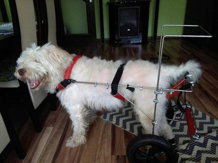 Wózek inwalidzki psa dużego rehabilitacyjny