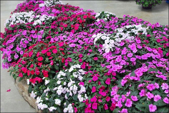 Бальзамин фото на клумбе однолетний Купить Impatiens SunPatiens 'Compact Magenta': отзывы, фото и характеристики на 