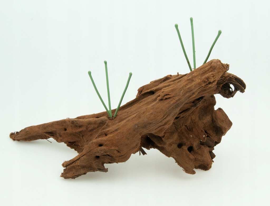 Korzeń na oplątwy nr 2, tillandsia, oplątwa