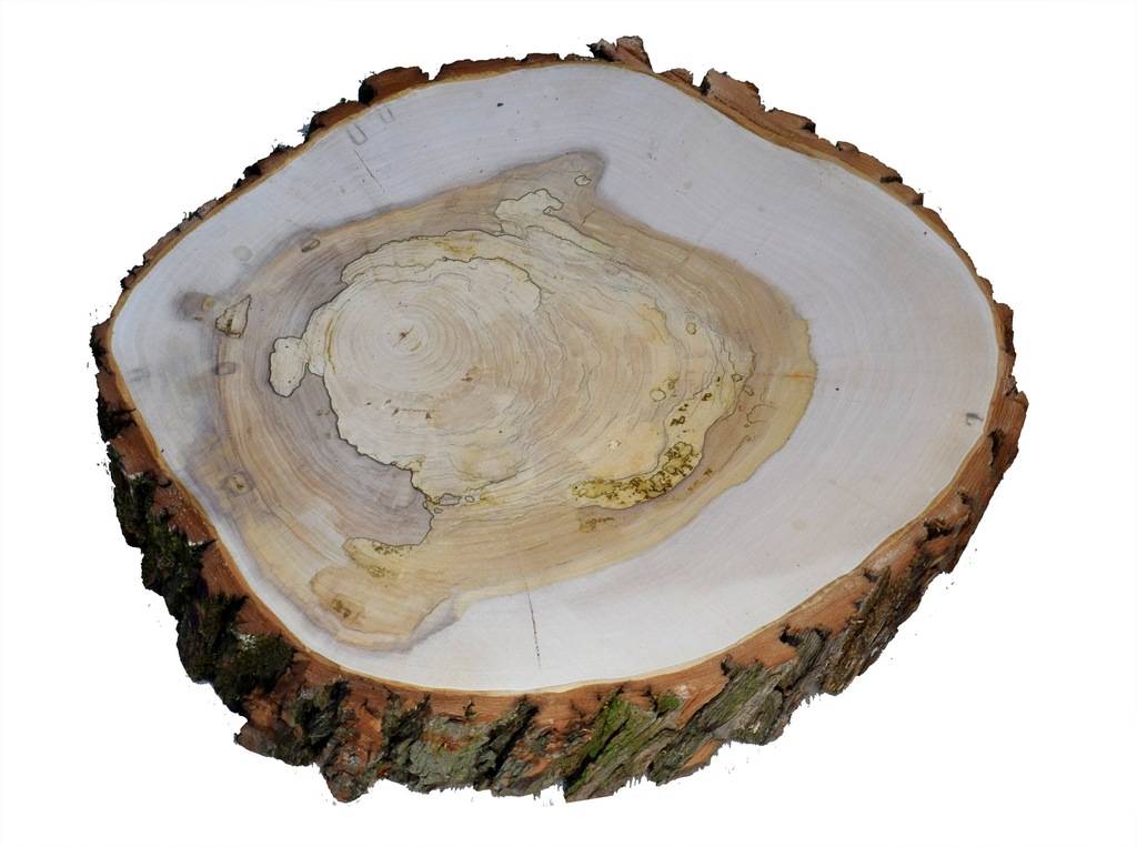 Plaster drewna, plastry drewniane 41-45 cm WIERZBA