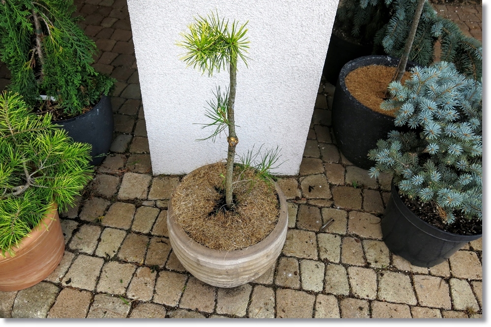 Pinus contorta Golden Striker - !!!!!!!!!!!!!!!!!