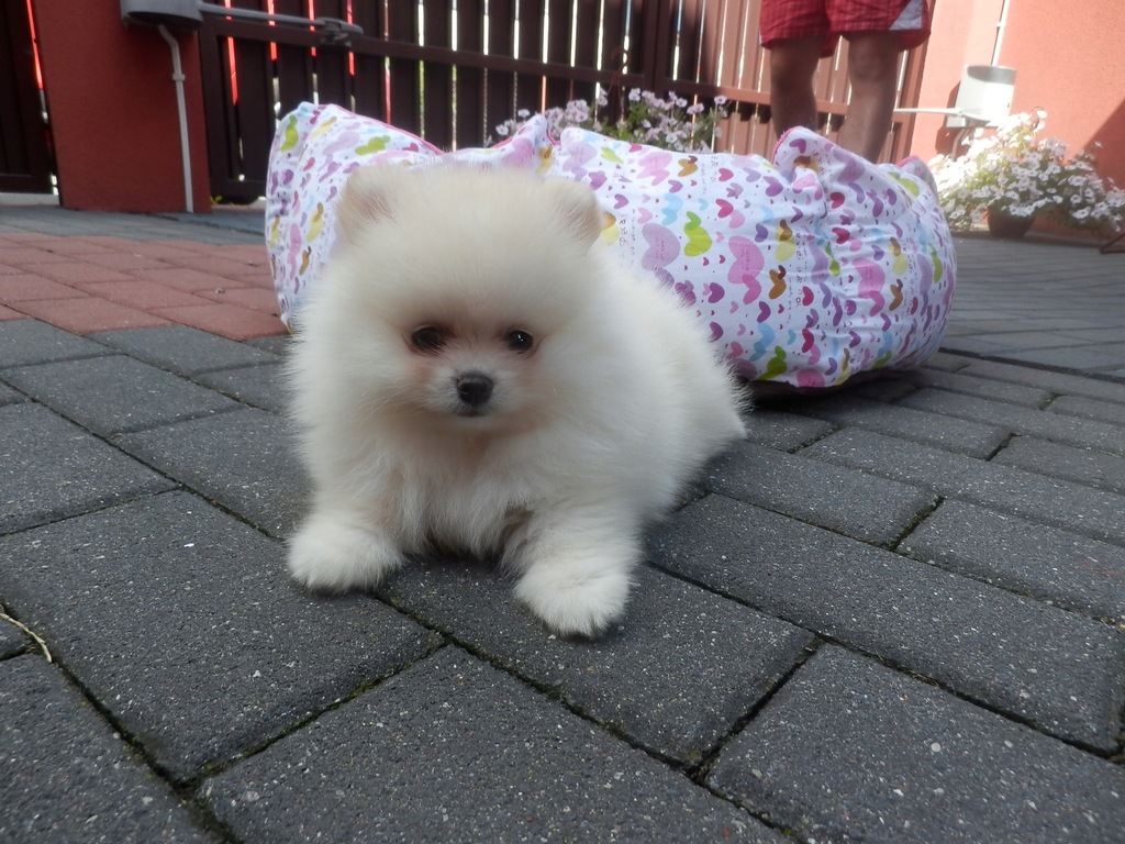 szpic miniaturowy pomeranian typ BOO AKTUALNE 9143102630