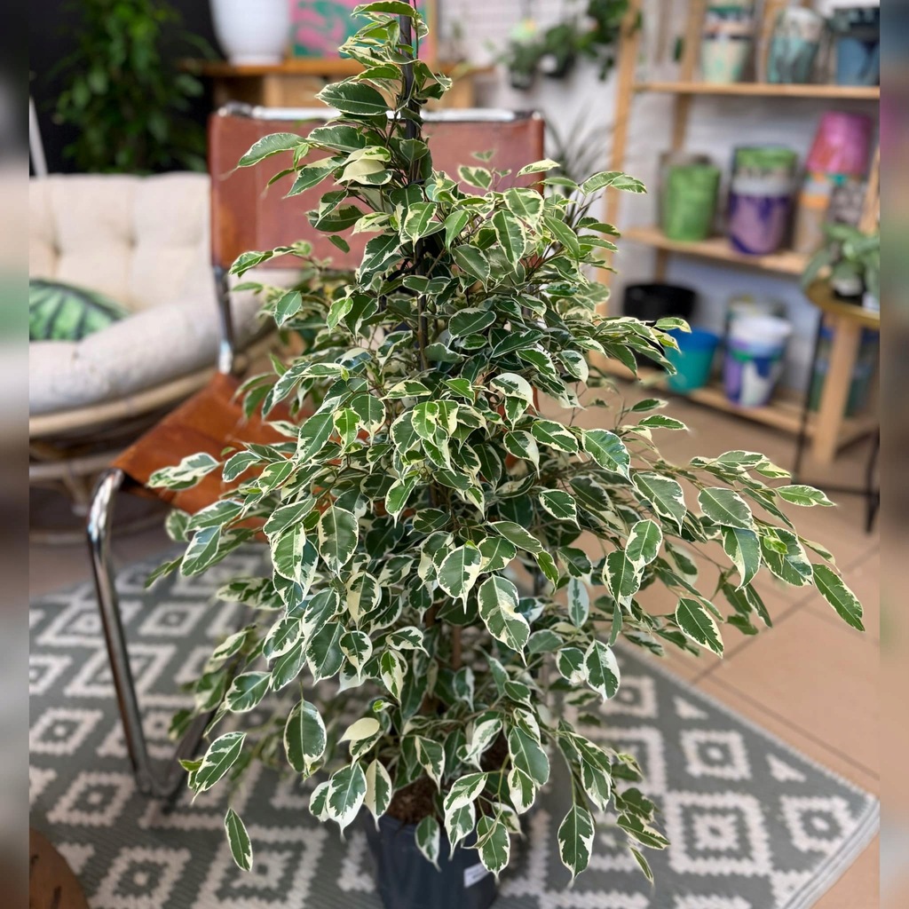 ficus benjamina twilight DØ 19cm fikus biały