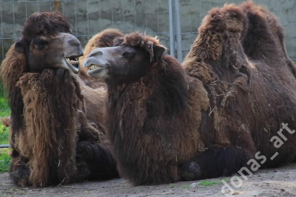 FOTO WIELBŁĄDY FOTOGRAFIA ART z ZOO symbol 1zł.