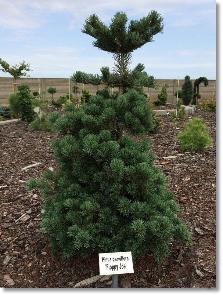 Pinus parviflora Floppy Joe - !!!!