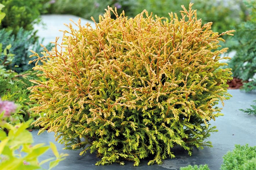Thuja 'Golden Tuffet' Złocista poducha tuja 12362054998 oficjalne