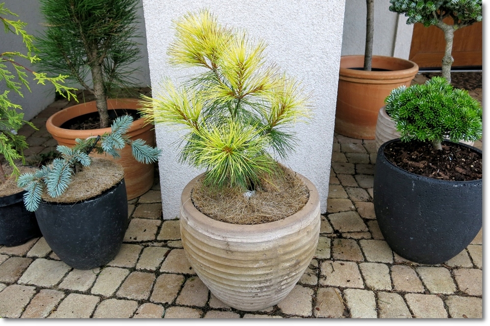 Pinus strobus Golden Candles !!! !!! !!! 12521841353 oficjalne