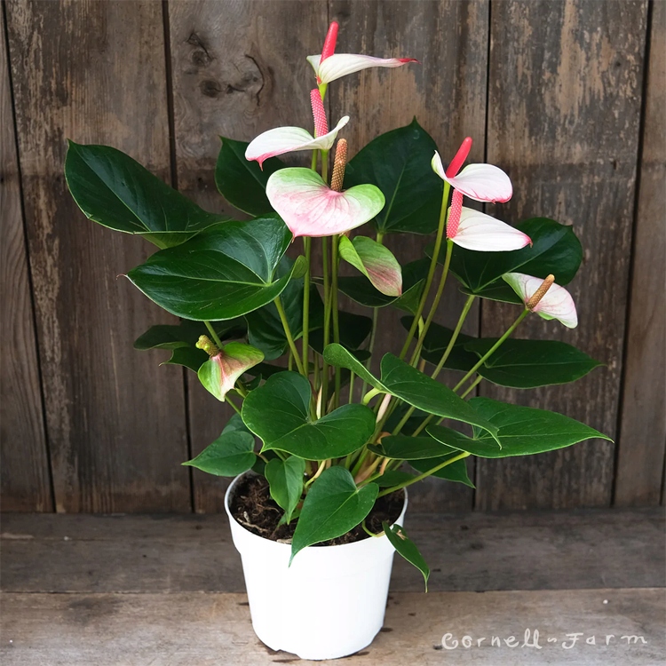 ANTURIUM Anthurium Andreanum Sweet Dream RÓŻOWE - 12394446133 ...