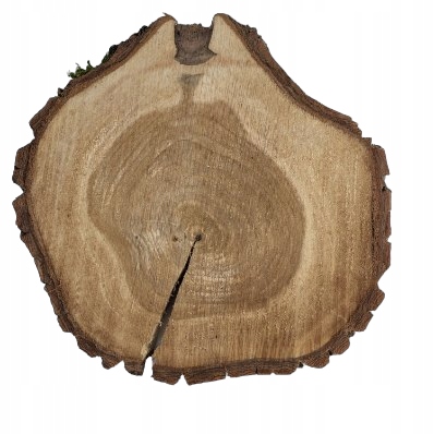 Unikatowy plaster drewna orzech 30-34/3,3 cm