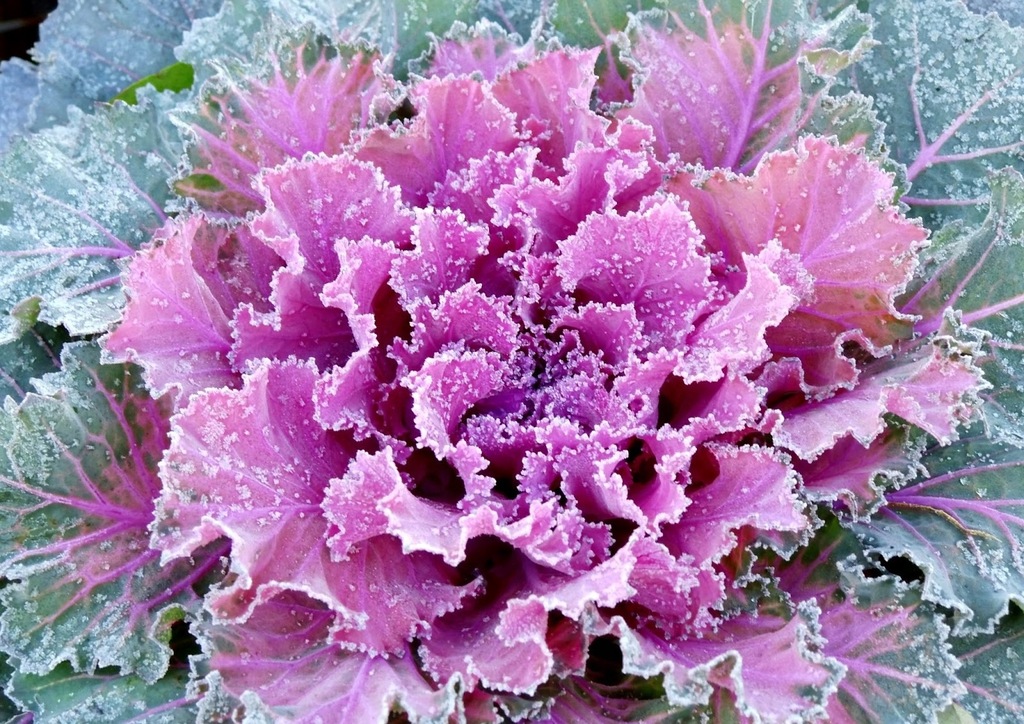 Декоративная капуста Brassica oleracea