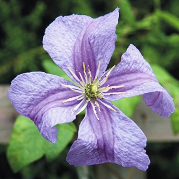 Clematis Emilia Plater (viticella) poj.1l