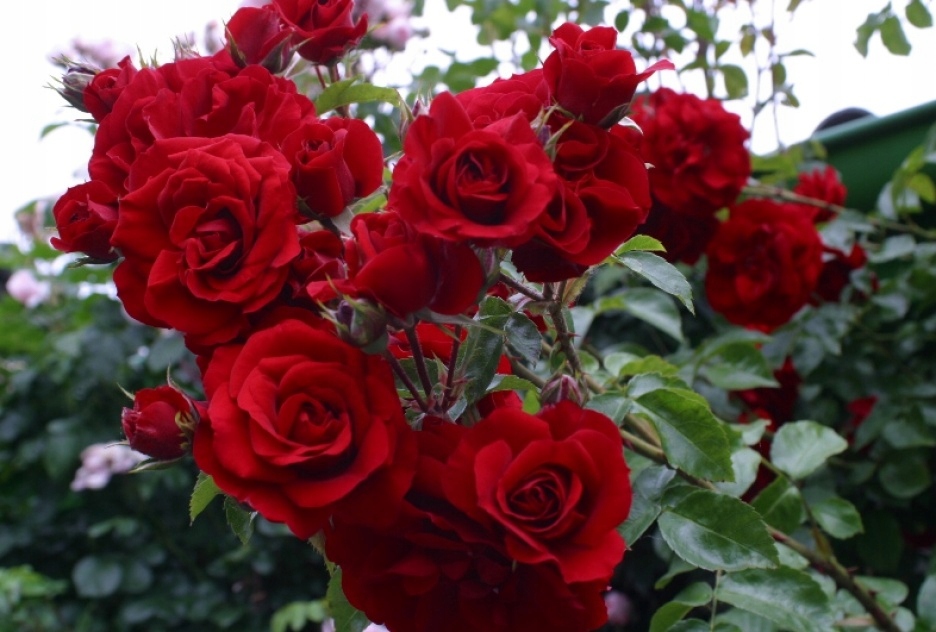 Róża wielkokwiatowa DAMA DE COEUR Art 799 - 9614527948 - oficjalne archiwum Allegro
