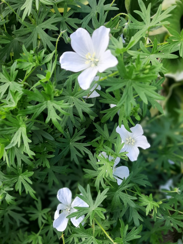 Bodziszek biały Geranium sanguineum 'Album’ 5 Sztuk