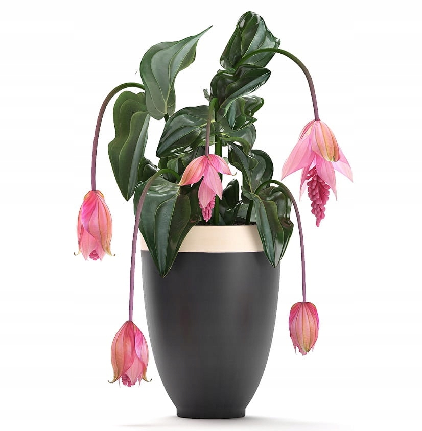 Medynila Wspaniała Flamenco Medinilla magnificaP17