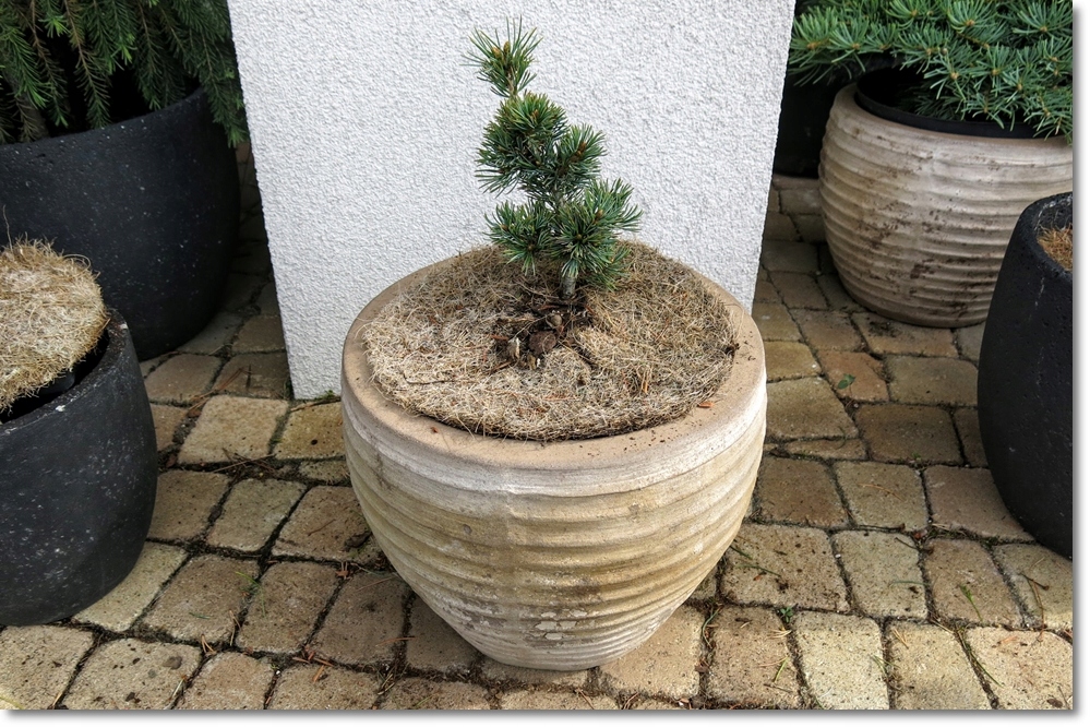 Pinus parviflora Shi-no-se - Rarytas !!!