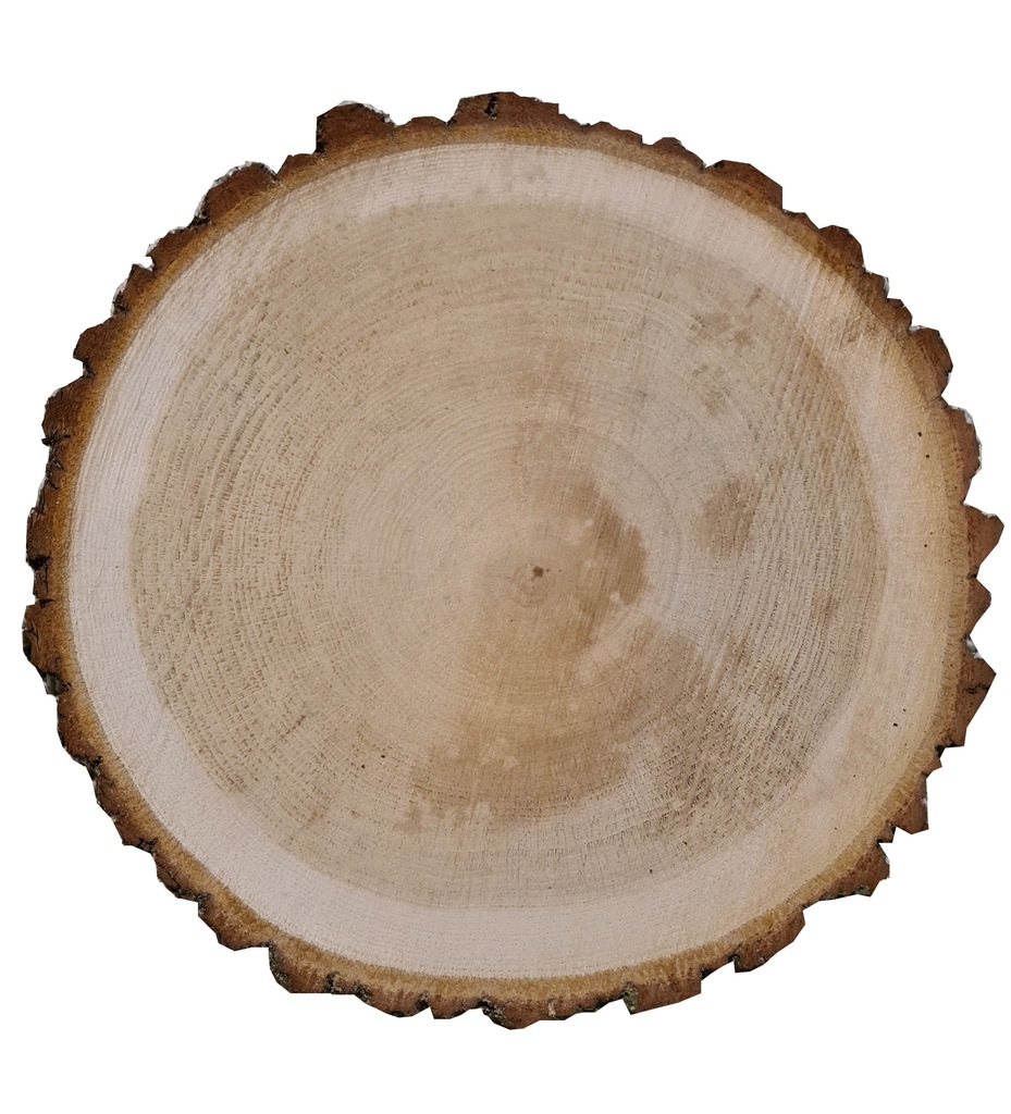 plastry drewna dębowe 35cm