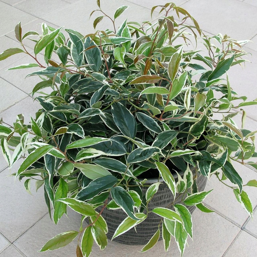 Kiścień wawrzynowy WHITEWATER (Leucothoe fontanesiana)