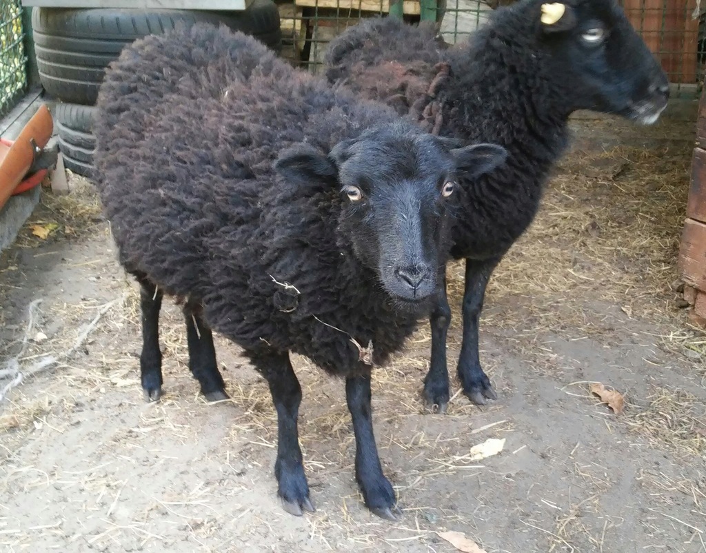 Owce Ouessant, Quessant Miniaturowe owieczki