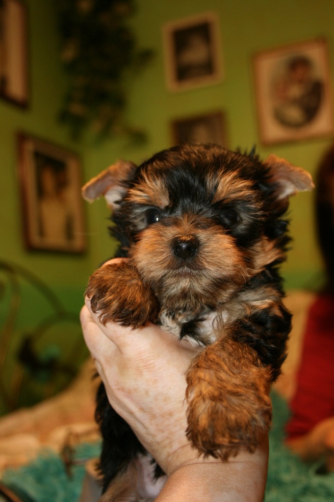 yorkshire /yorki/york terrier mini 3 mie 60dkg