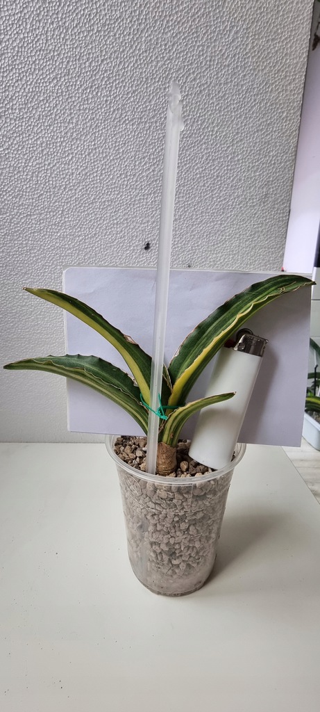 Sansewieria Sansevieria Angola Variegata