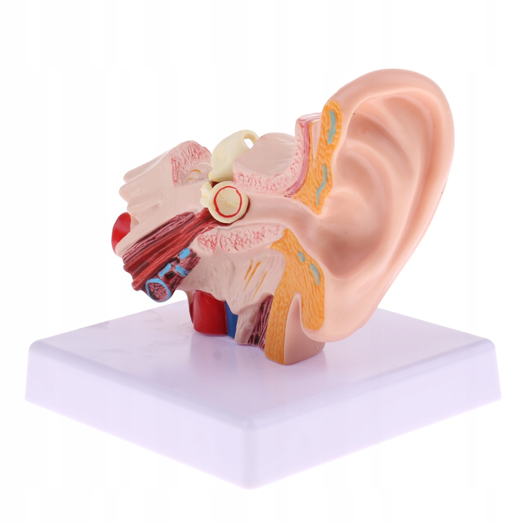 1 powiększony model ludzkiego ucha z podstawą