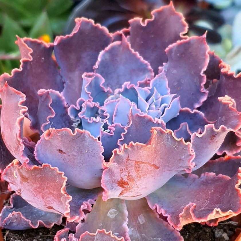 Echeveria Shaviana Pink sukulent w różowe falbanki