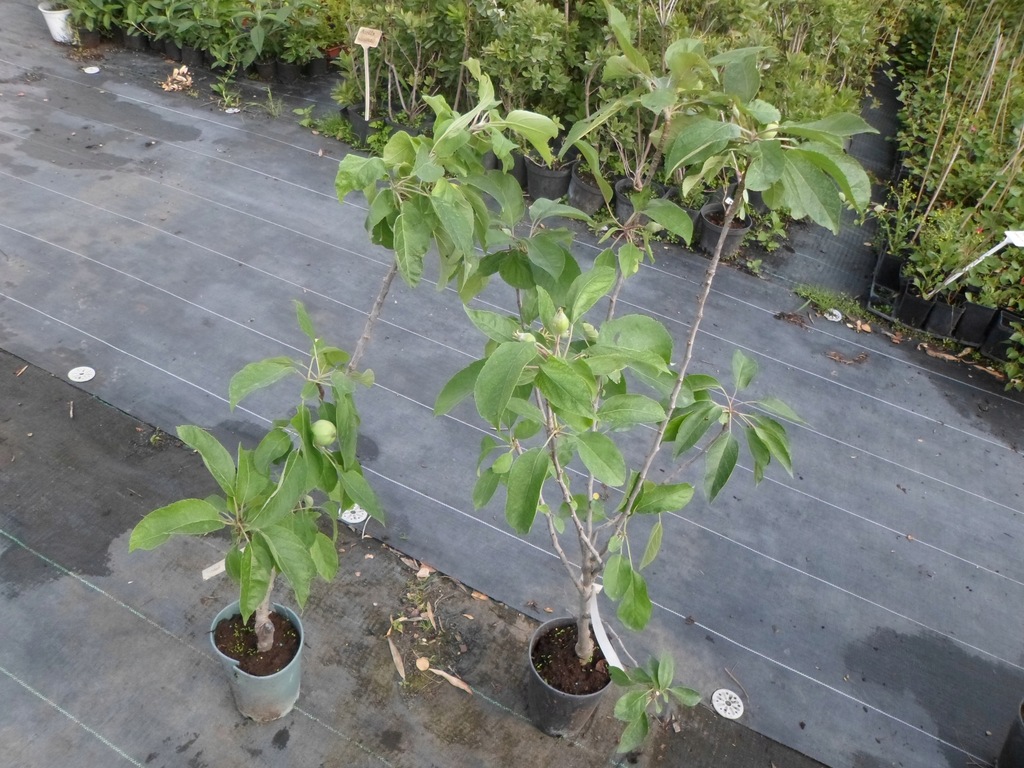 J Jabłoń kolumnowa Garden Fountain 7090cm C2 10914091295 oficjalne