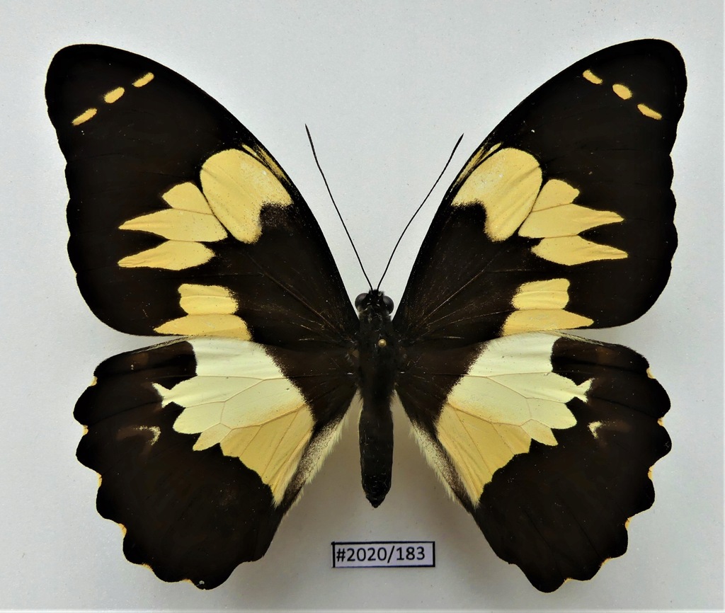 Motyl Papilio euchenor samiec.