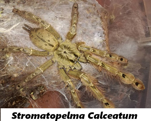 Stromatopelma calceatum L3 (Exotic Leszno)