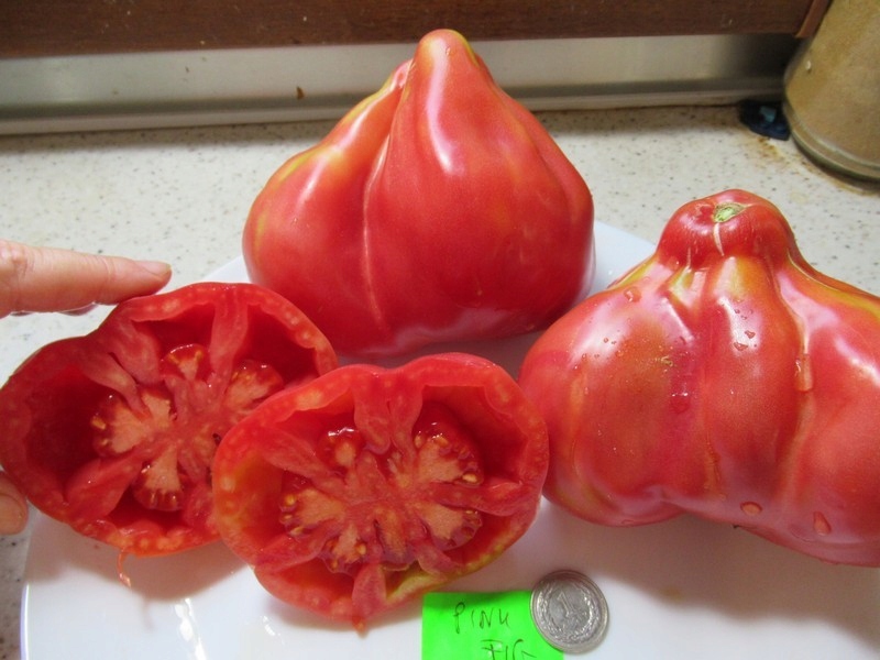 POMIDOR PINK FIG