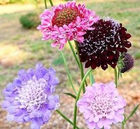 Driakiew purpurowa,Scabiosa atropurpurea