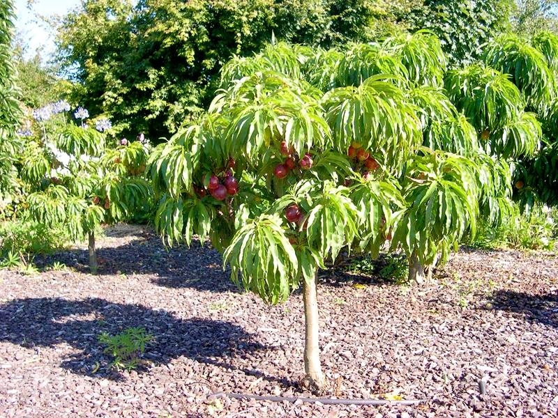 Nektarynka KARŁOWA MINI DRZEWKO plenna odmiana 12759016209