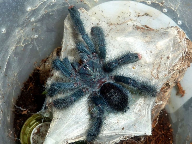 Ptasznik Avicularia geroldi SAMICA 4 DC