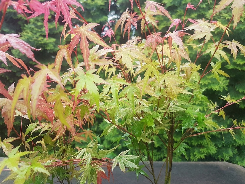 Купить Клен горшечный Phoenix Acer Palmatum Cameleon: отзывы, фото, характеристики в интерне-магазине Aredi.ru